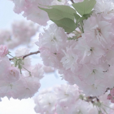 夏邑福瑞交流群